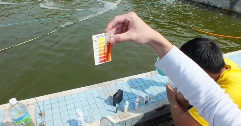 Quản lý chất lượng nước trong ao nuôi thủy sản nước ngọt